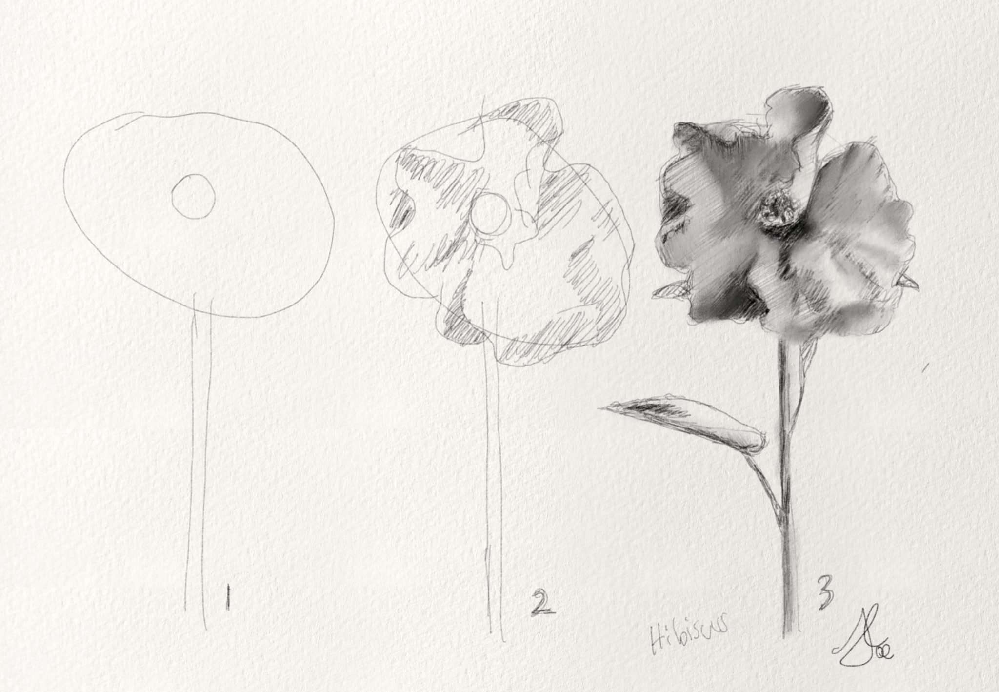 12 Easy to Draw Flowers In Pencil Step by Step for Beginners