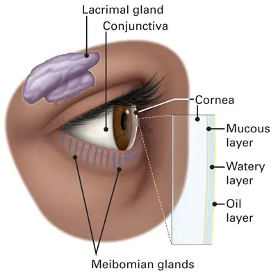 27 Cool Drawing Ideas of Eyes: From Realistic to Anime 31 Image showing anatomy of the eye