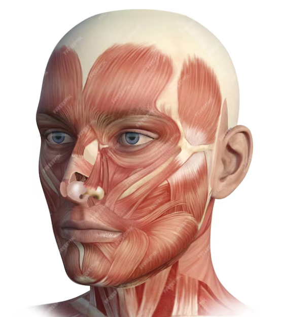 Ideas for Drawing Face Expressions: How To Draw Expressive Faces 33 anatomy of a face from https://www.freepik.com/premium-photo/face-head-anatomy-digital-illustration_30398446.htm